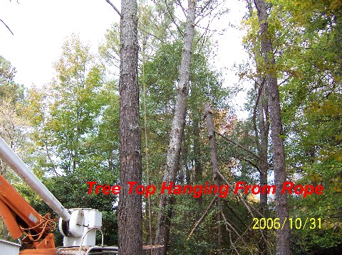Pine Tree 011 Medium Web view.jpg